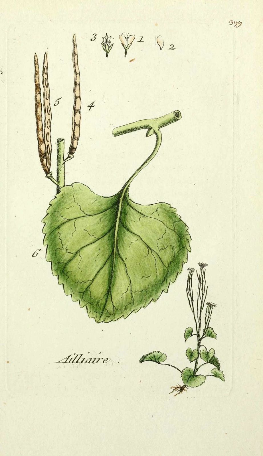 alliaire - erysimum alliaria ( ailliaire, herbe aux ailles 