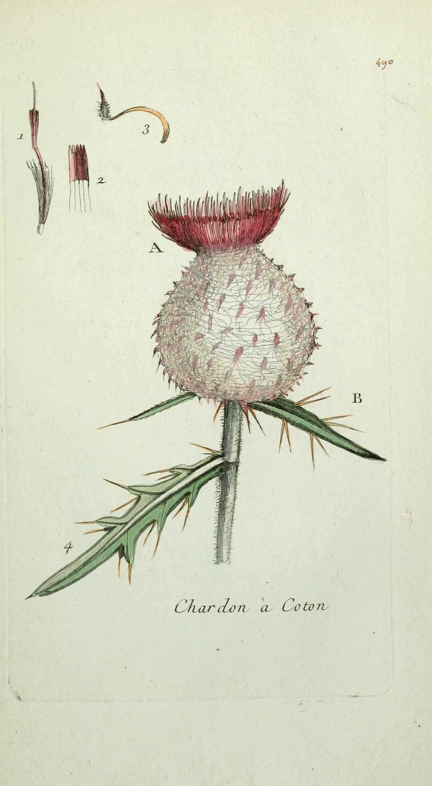 chardon aux anes - carduus eriophorus ( chardon a coton, co