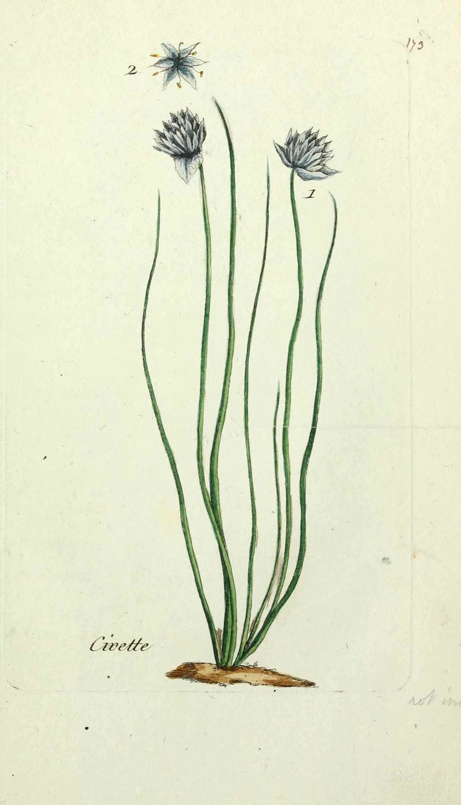 civette - allium scaenoprasum ( petite cive, petite ciboule