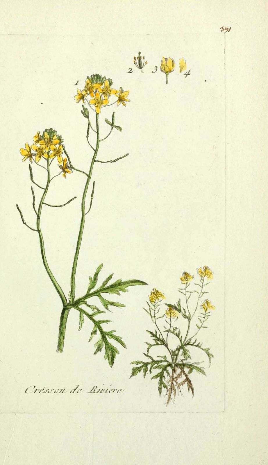 faux cresson - sisymbrium sylvestre ( cresson de riviere, c