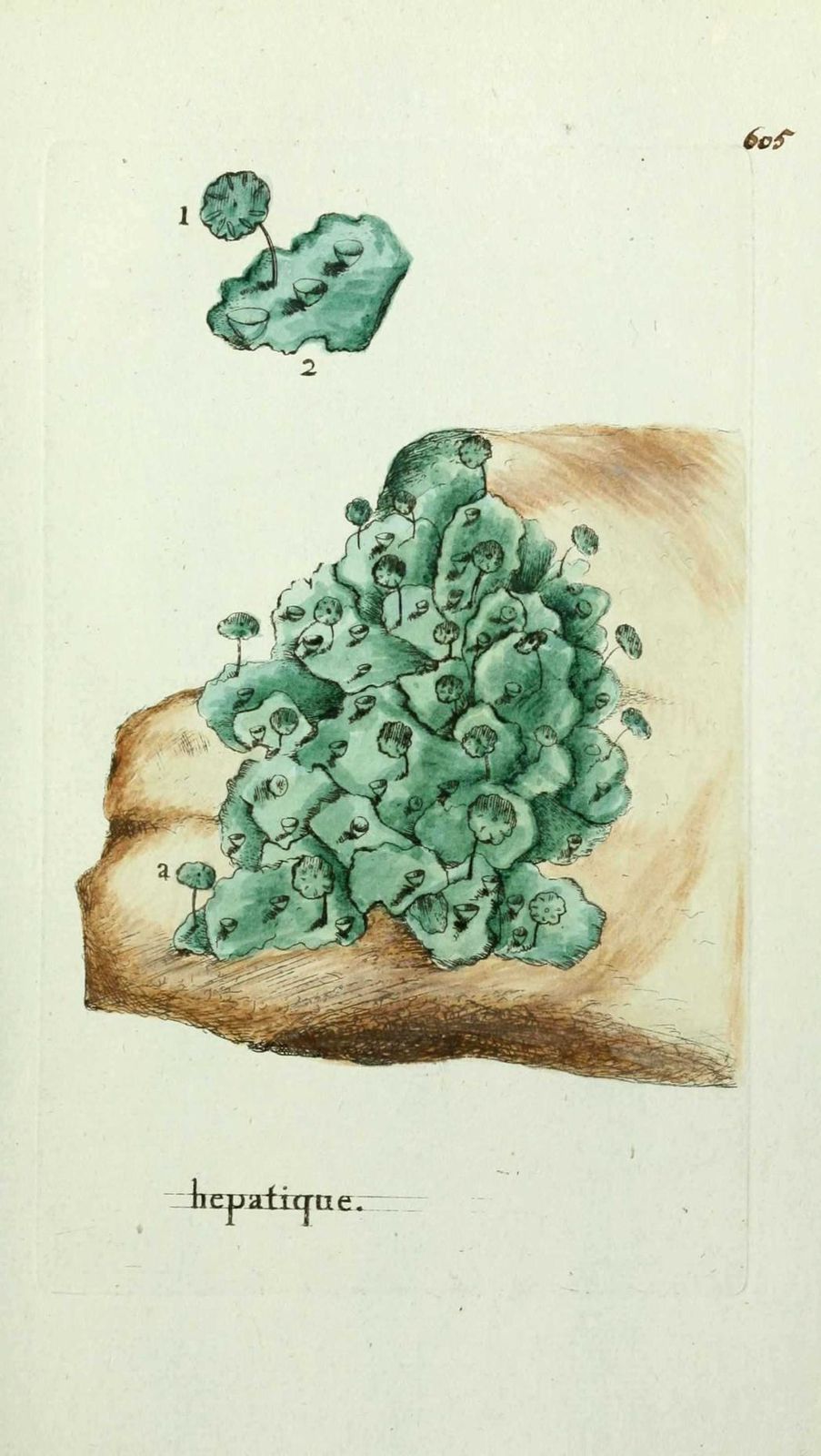 hepatique des fontaines - marchantia polymorpha ( lichen aq