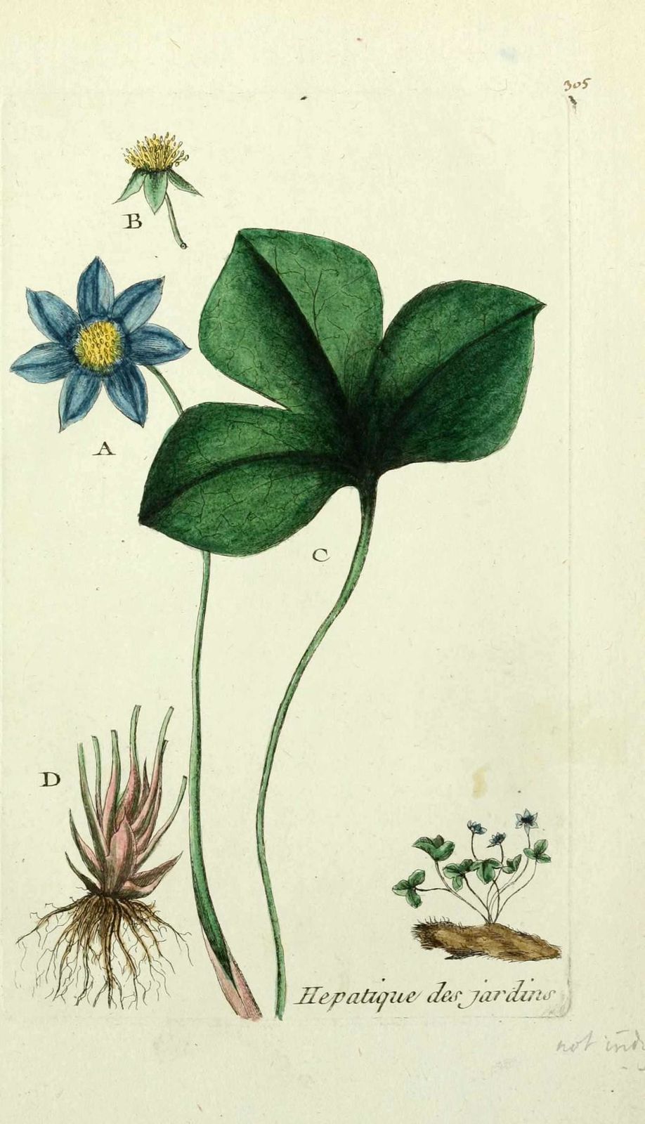 hepatique des jardins - anemone hepatica ( printanniere, he
