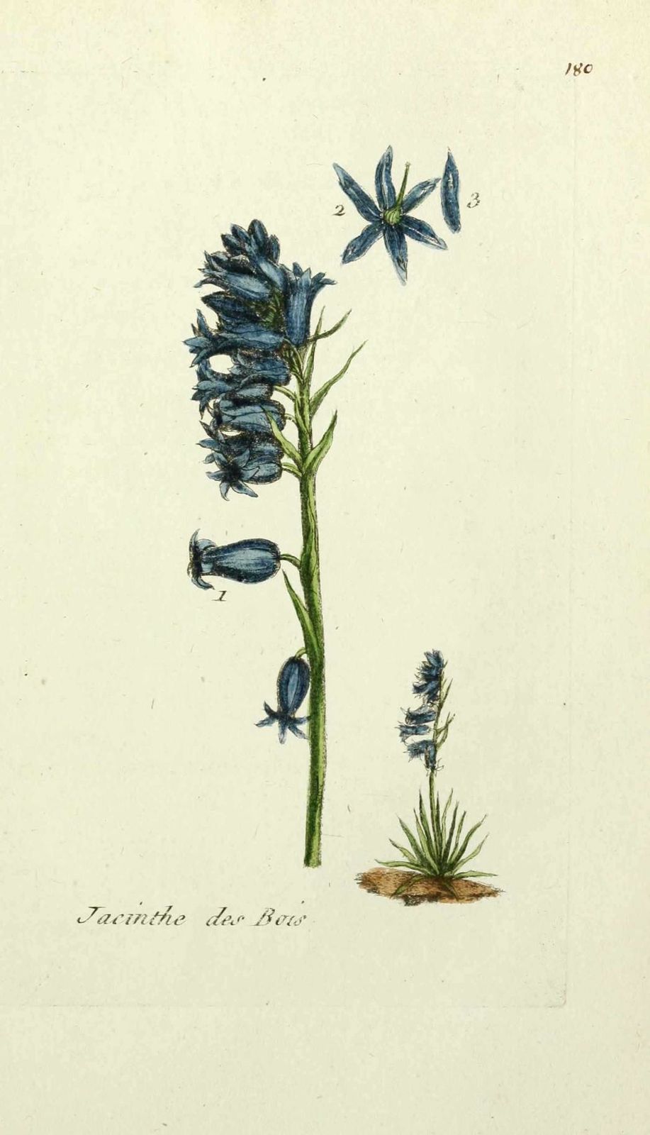 jacinthe des bois - hyacinthus non scriptus