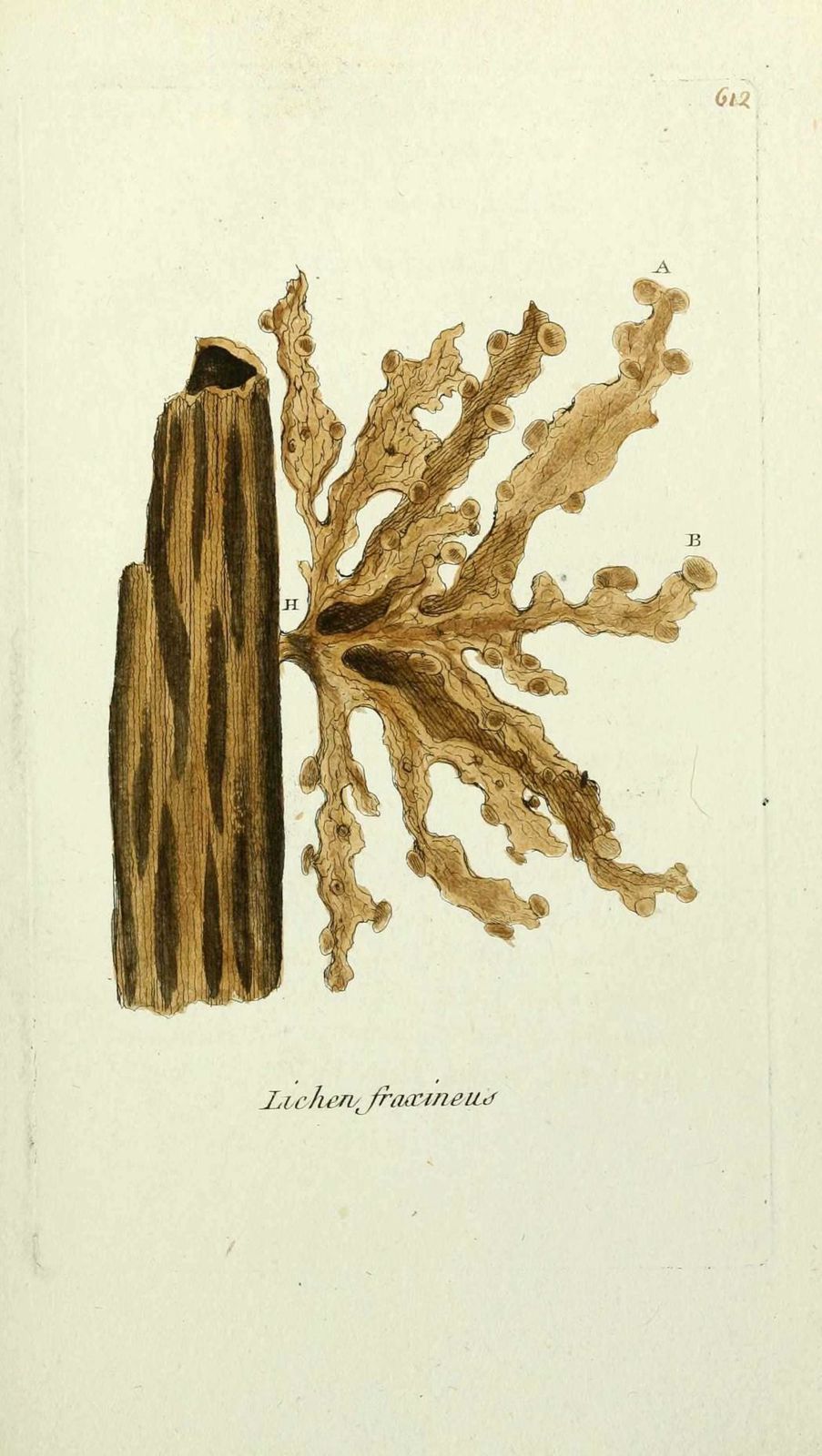 lichen du frene - lichen fraxineus ( rage-dieu, teigne d ar