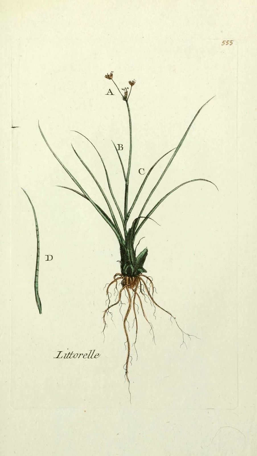 litorelle - littorella lacustris ( etangelle )
