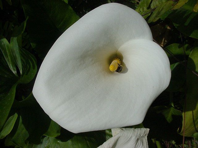 Photo de fleur : arum