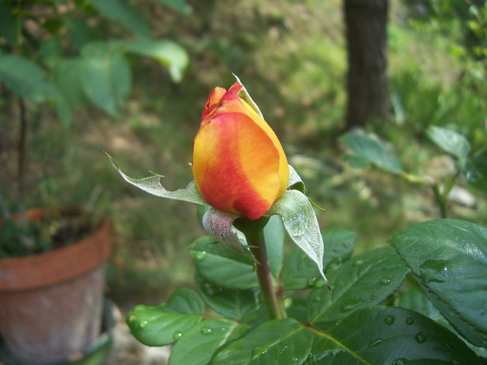 Photo de fleur : bouton de rose