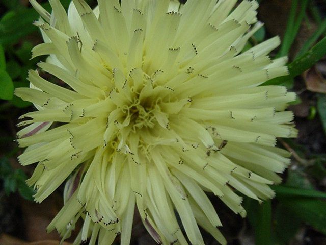 Photo de fleur : crepis