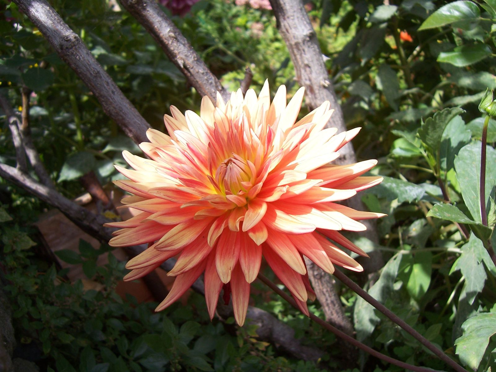 Photo de fleur : dahlia rose