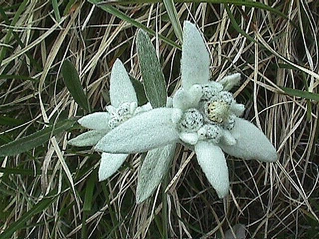 Photo de fleur : edelweiss