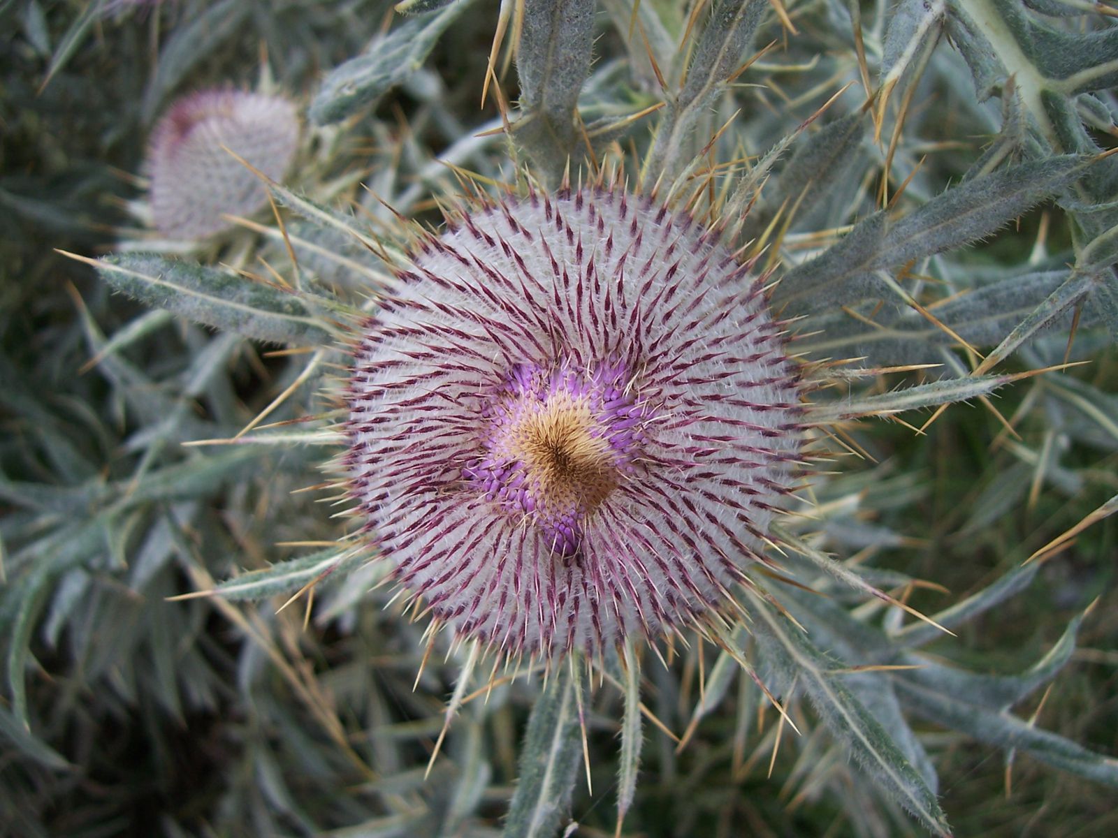 Photo de fleur : fleur de cirse laineux ou porte-laine - cirsium eriophorium
