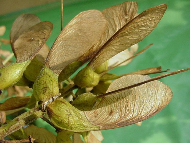 Photo fleur ou autre plante : Acer pseudoplatanus-erable sycomore
