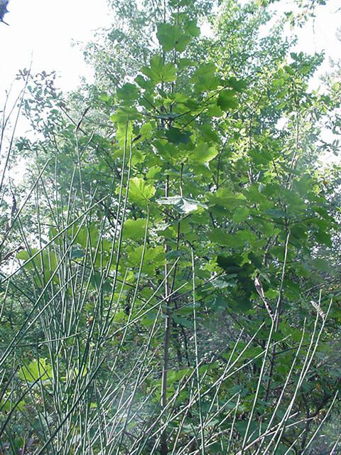 Photo fleur ou autre plante : Acer opalus