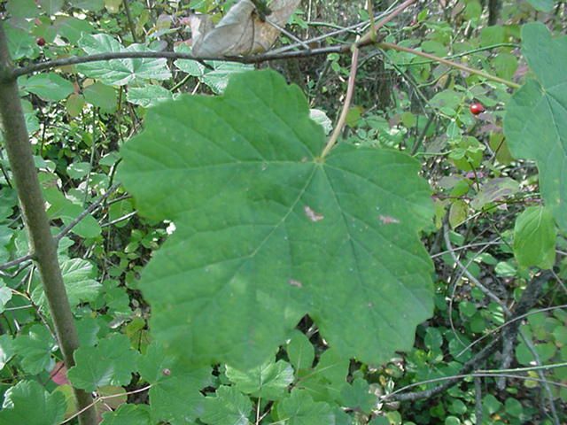 Photo fleur ou autre plante : Acer opalus