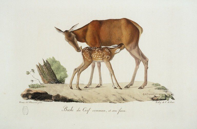 Dessin-gravure mammifère : Biche du Cerf commun, et son faon