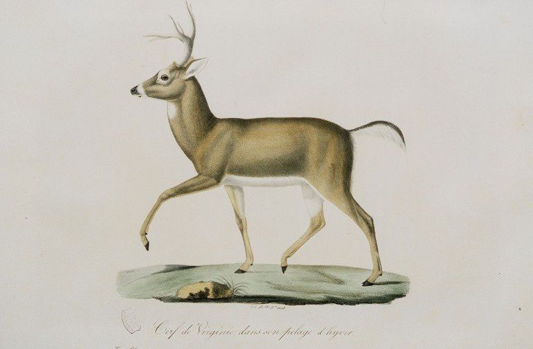 Dessin-gravure mammifère : Cerf de Virginie, dans son pelage d'hiver