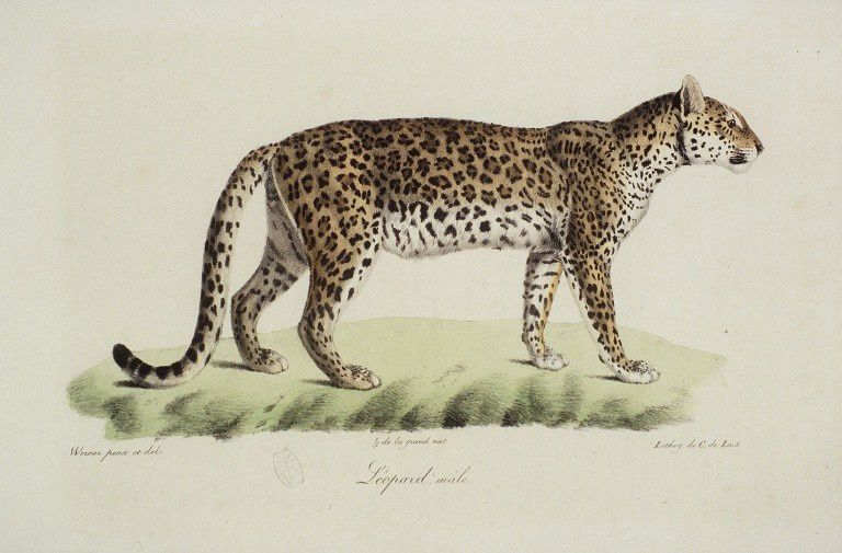 Dessin-gravure mammifère : Leopard male