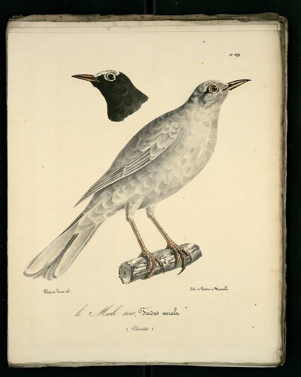 Gravures oiseaux de Provence : merle-noir-variete