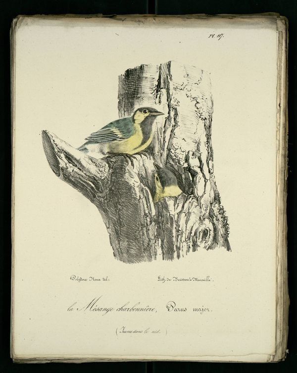 Gravures oiseaux de Provence : mesange-charbonniere