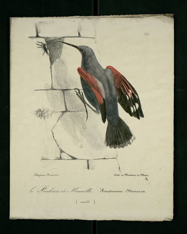 Gravures oiseaux de Provence : picchion-des-murailles