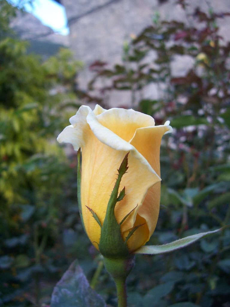 Photos plantes du jardin : bouton de rose jaune jardinage