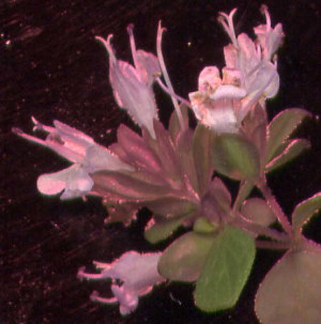 Photo de fleur au scanner : origan