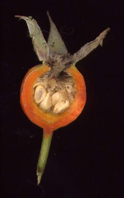Photo de fleur au scanner : rose-fruit