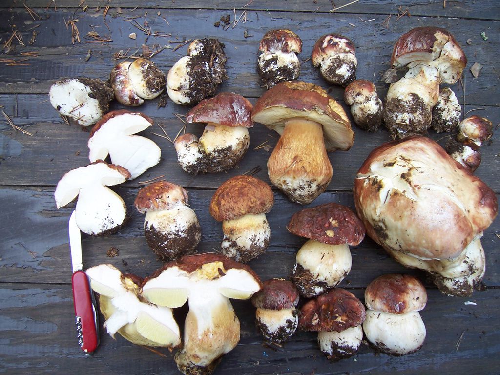 Photo : récolte de champignons Cèpes de Bordeaux