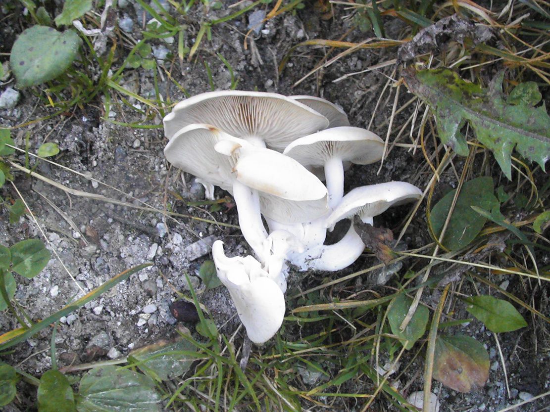 Photo : champignons clitocybe conne