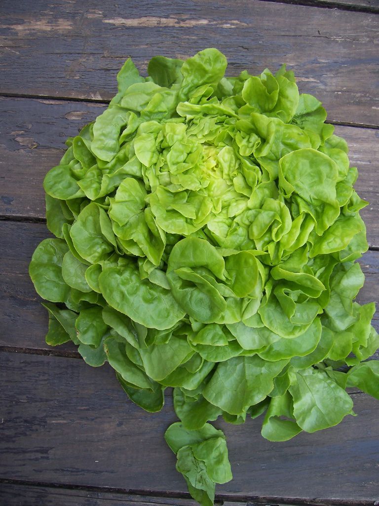 Photo salade laitue