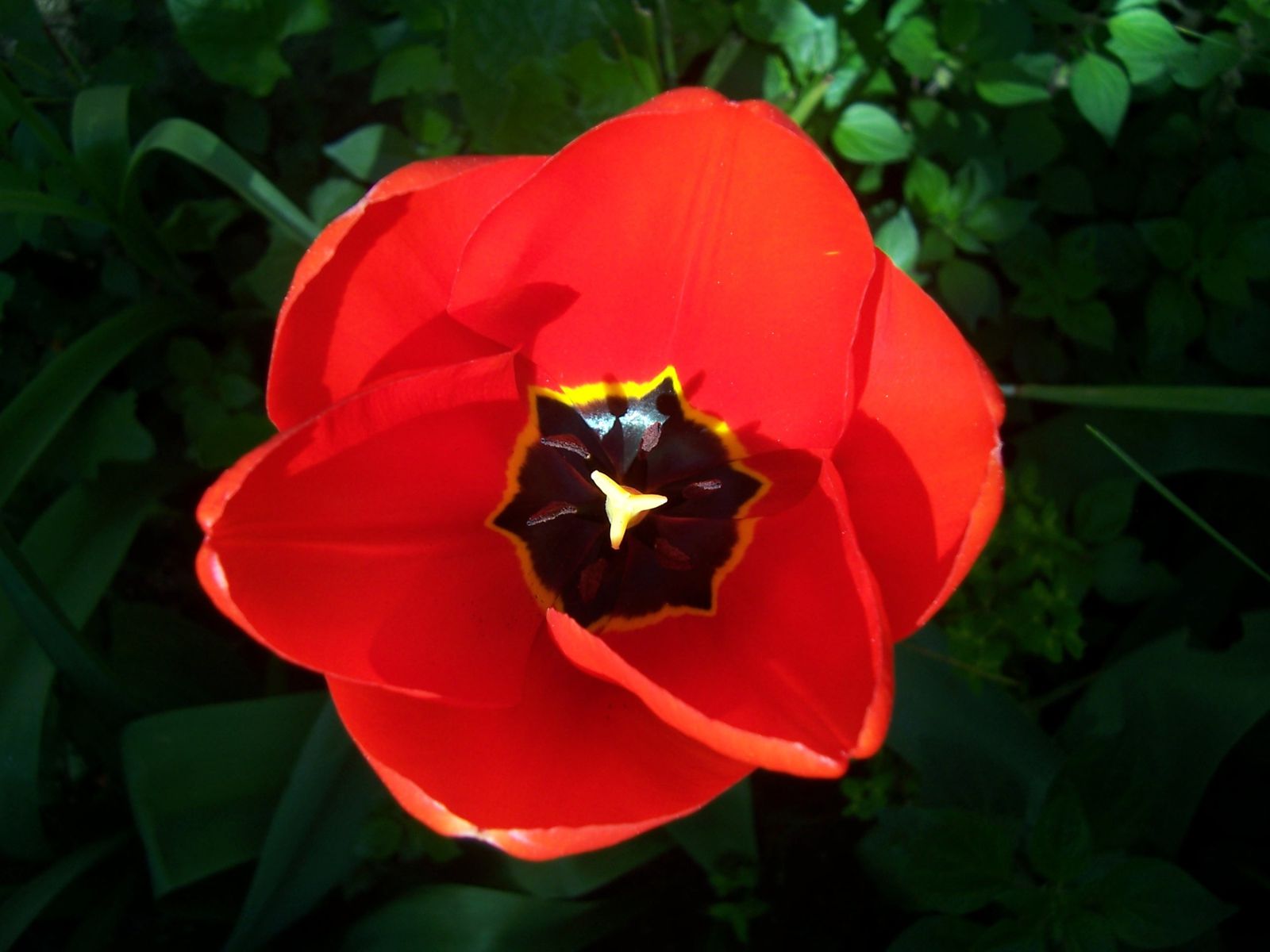 Photo : tulipe