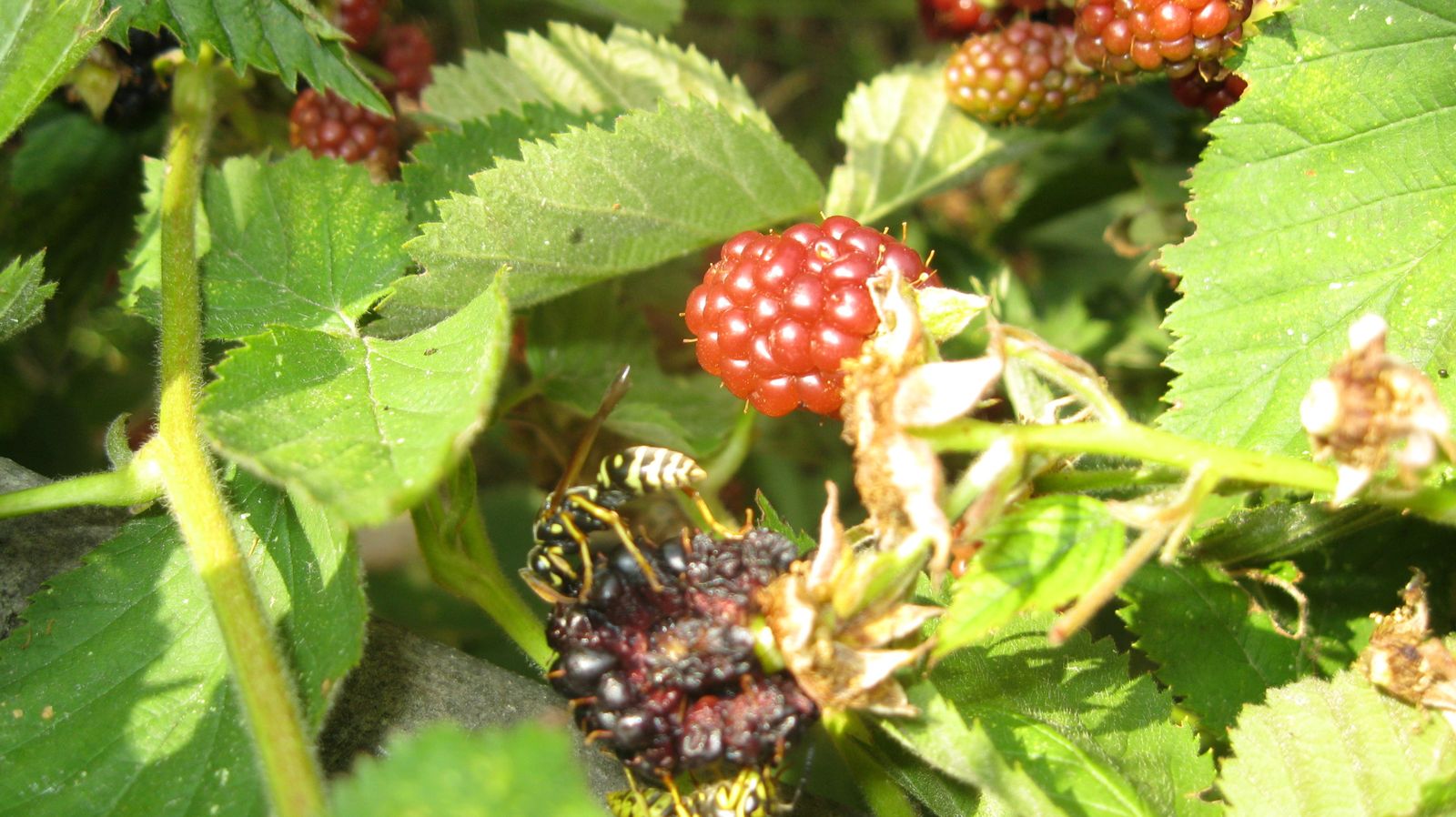 Légumes fruits ou fleurs de mon jardin potager Guªpe sur m re