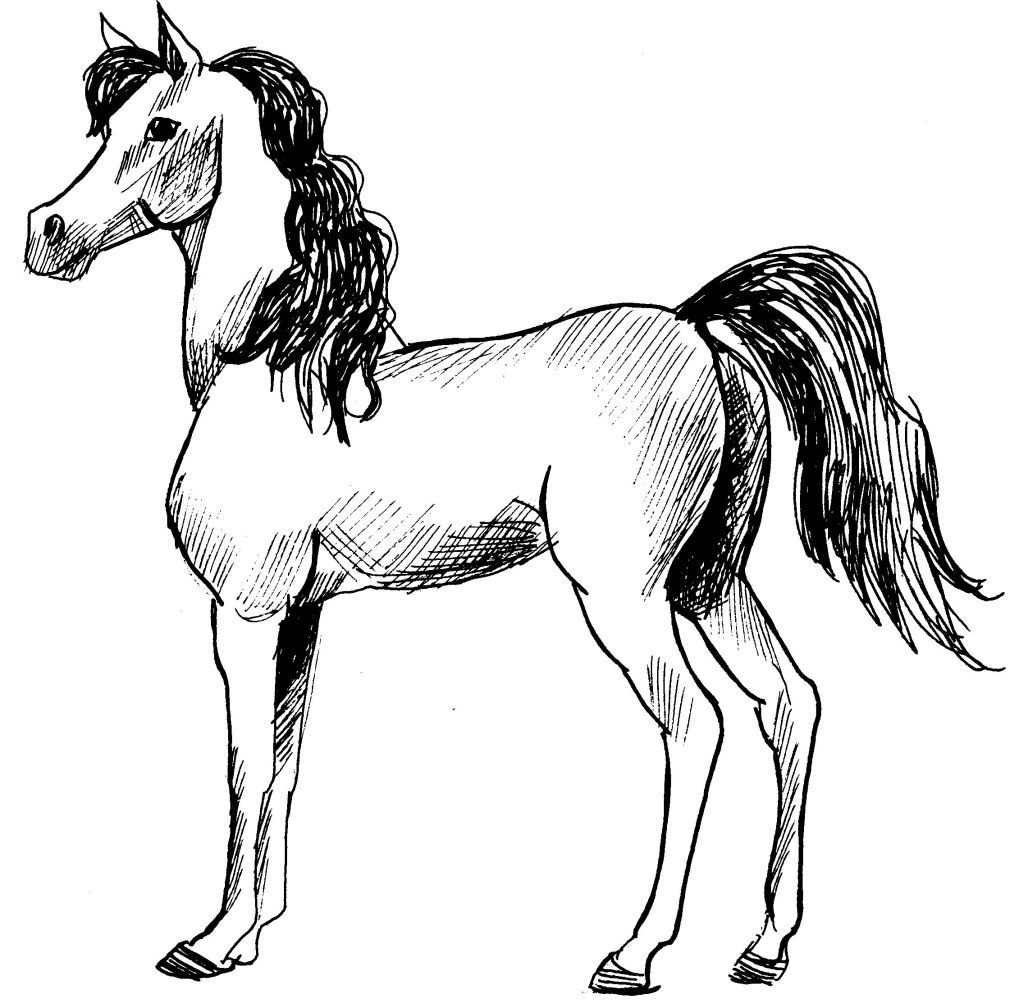 Dessin coloriage animal cheval