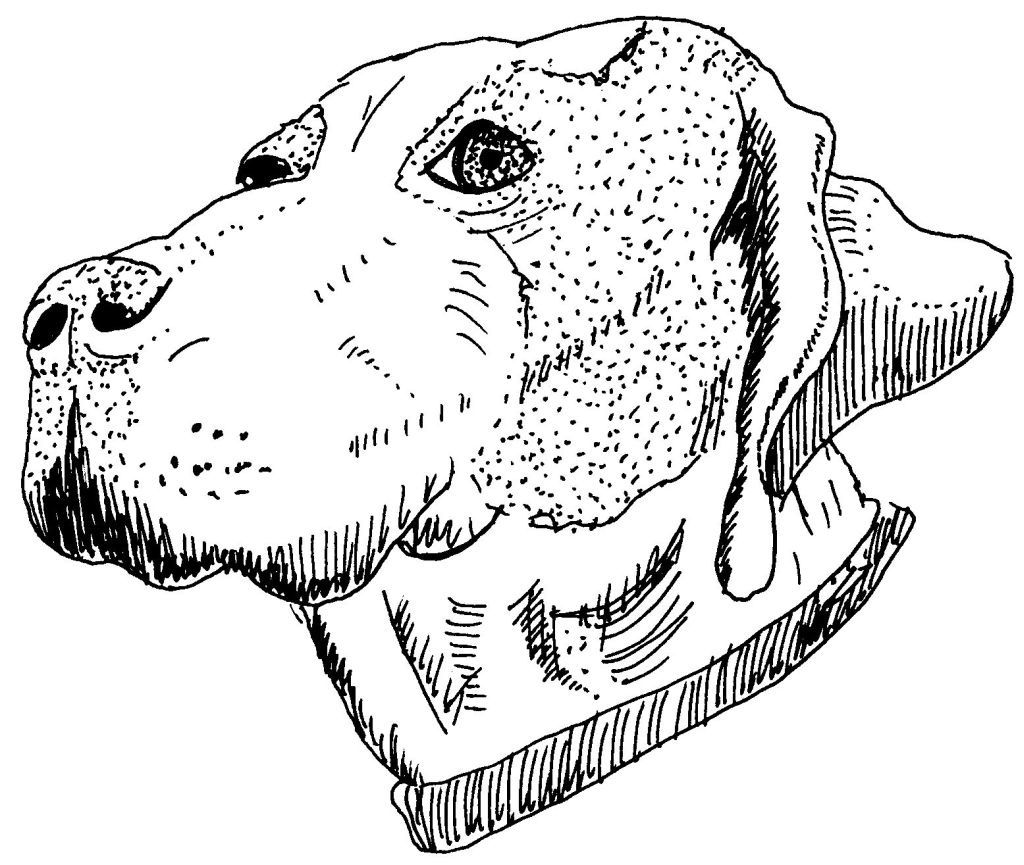 Dessin coloriage animal tete de chien a collier