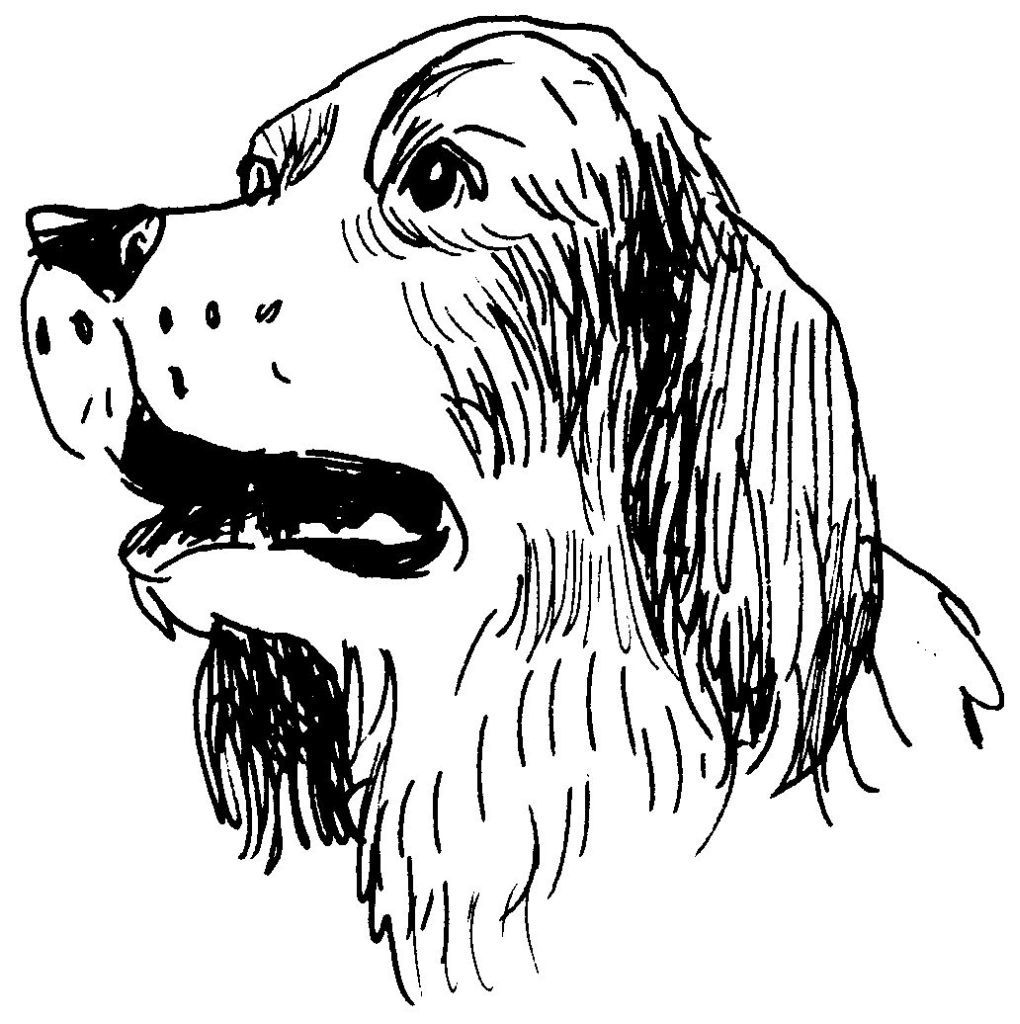 Dessin coloriage animal tete de chien animal familier