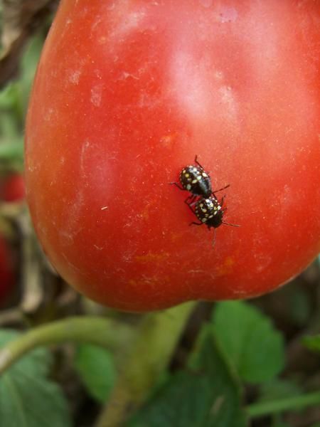 Photos d'animaux : punaises-sur-pomme-rouge.jpg