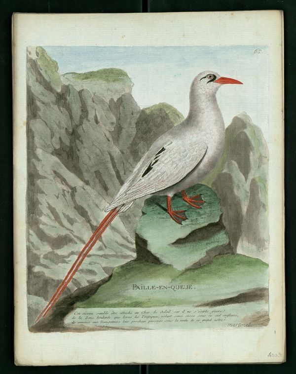 Dessingravure Buffon oiseau pailleenqueue Education