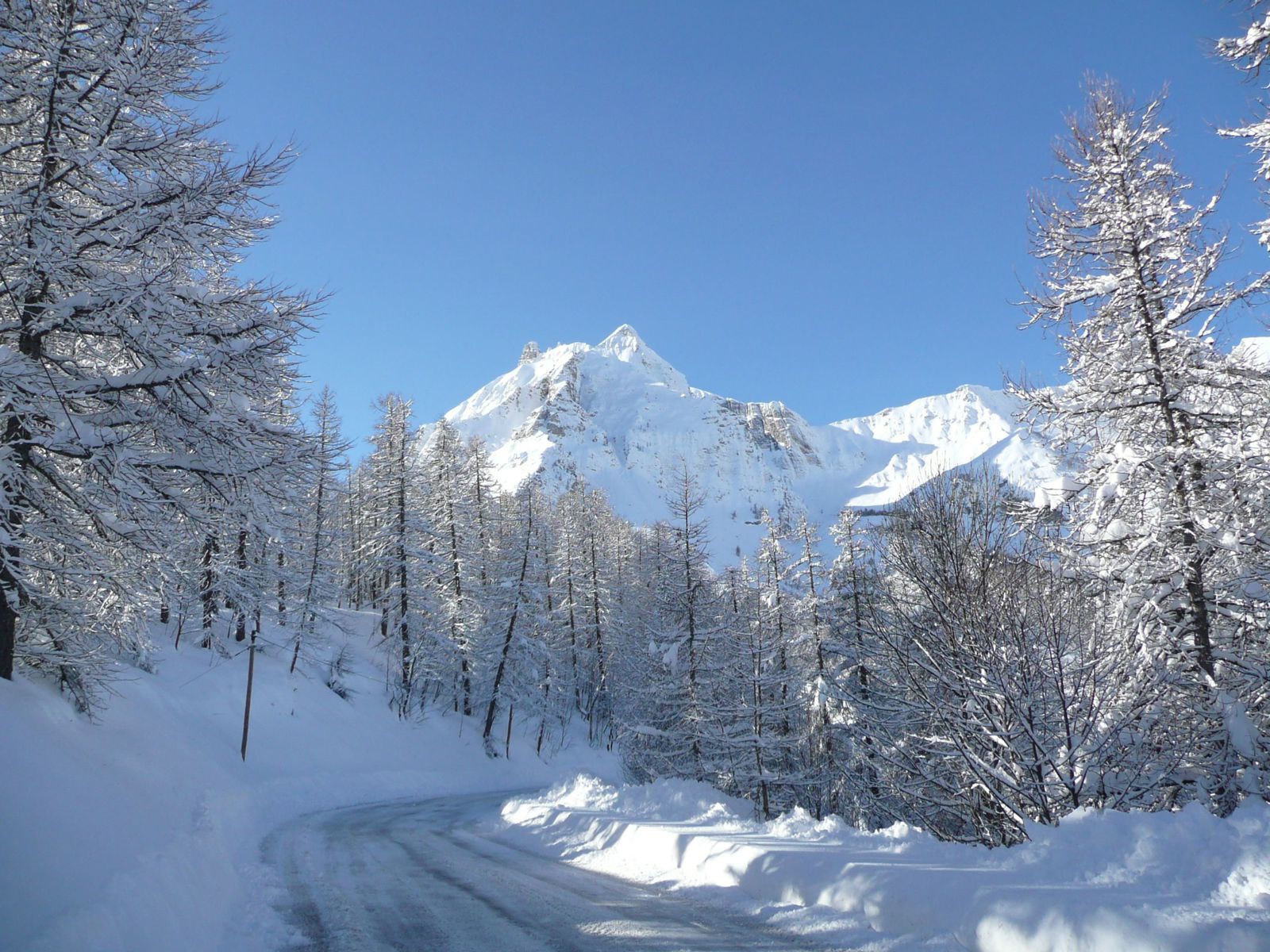 Photo paysages de montagne - melezes sous la neige