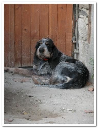 le chien passif - Maurice le Randonneur et ses photographies le chien passif - Maurice le Randonneur et ses photographies