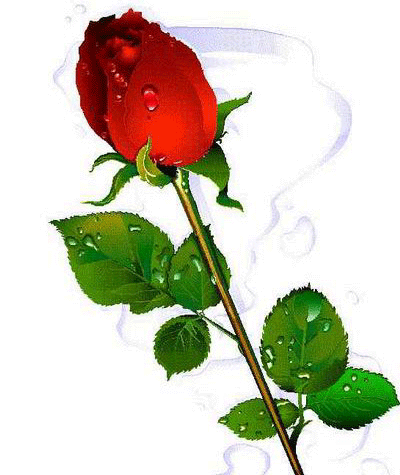 fleur-anime-1rose_rouge-copie-1.gif