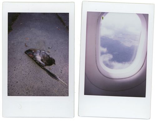 pola.jpg
