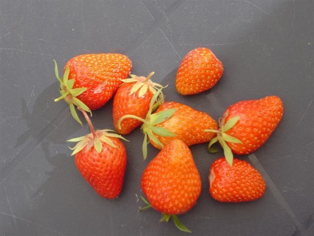 Photo : fraises.jpg