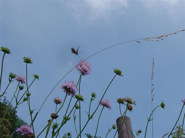 Photo : insecte-fleurs-28-06.jpg