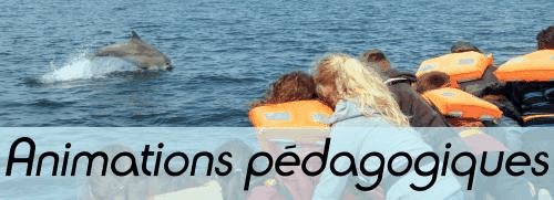 animations pédagogiques