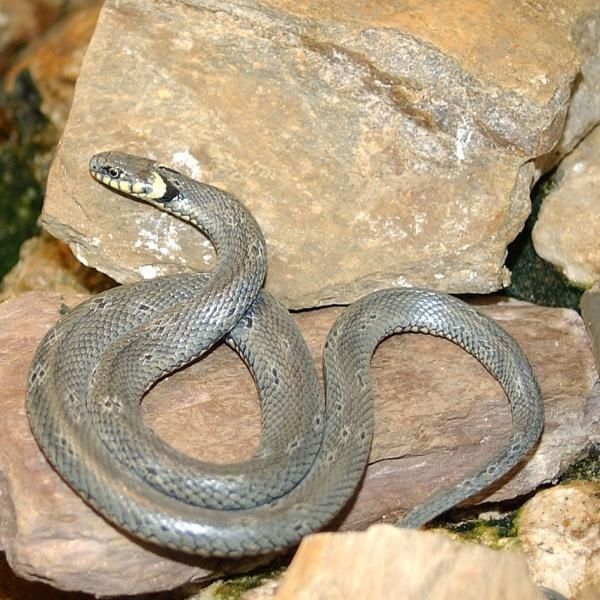 Couleuvres : couleuvre à collier,.