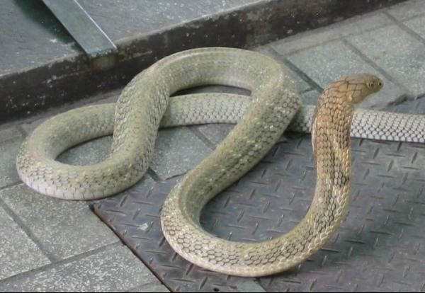 african forest snake