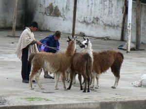 0120-march--Zimbahua-lagune-quilotoa--4-