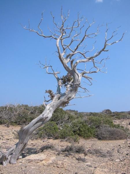 arbre mort de soif crète