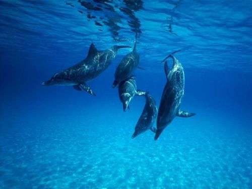 dauphins_007.jpeg