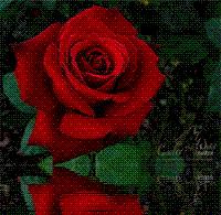 rose_rouge_sur_l__eau.gif